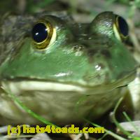 /home//u458753944/public_html/sourcegallery//Frogs/More bullfrogs/P7010204.JPG